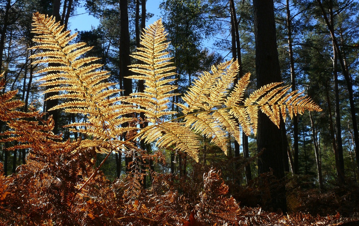 Der Herbst ist da