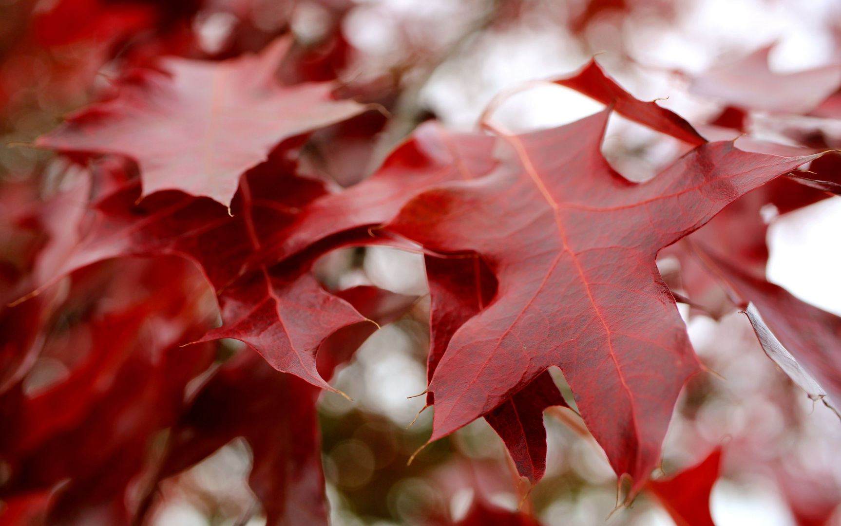 Der Herbst ist da   