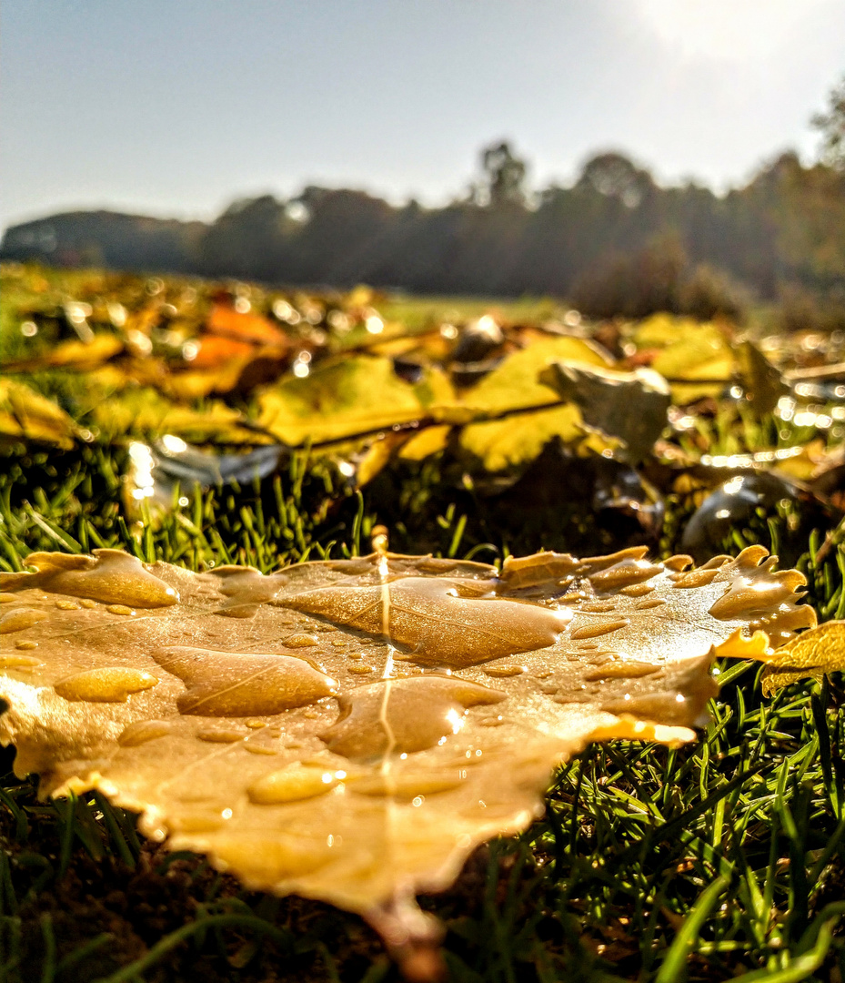 Der Herbst ist da.