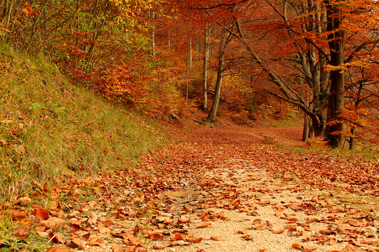 Der herbst ist da!