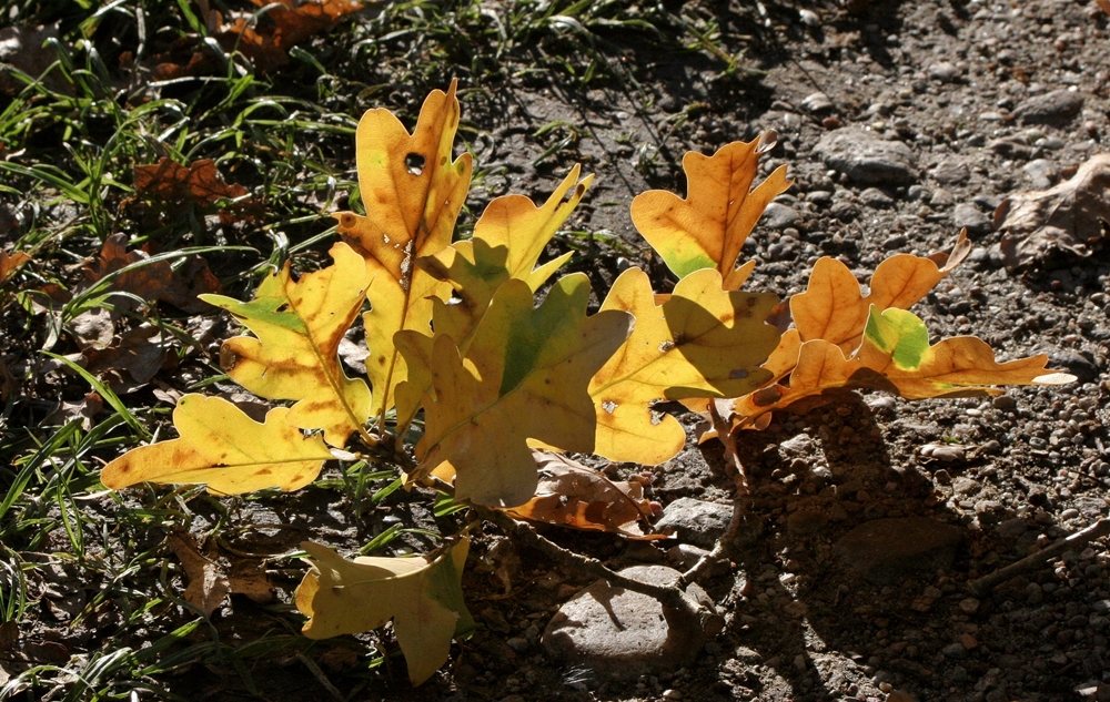 Der Herbst ist da - [2013]