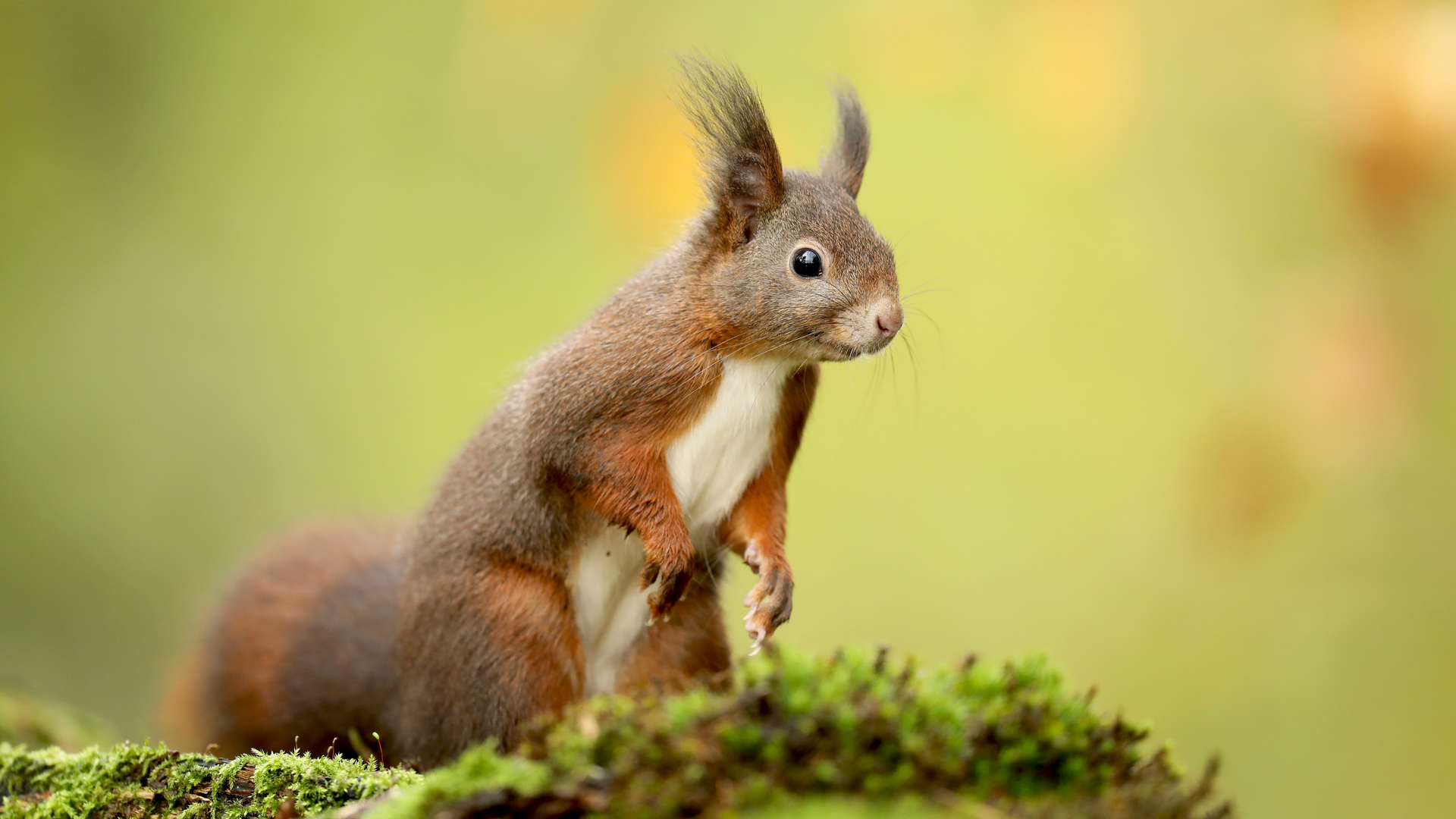 ... Der Herbst ist da ! ...