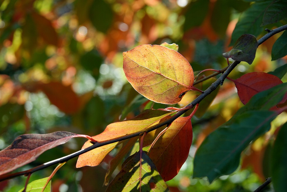 Der Herbst ist da ....