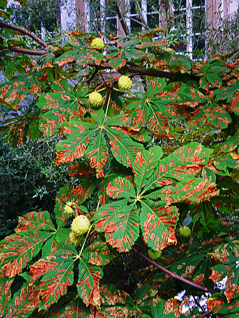 Der Herbst ist da