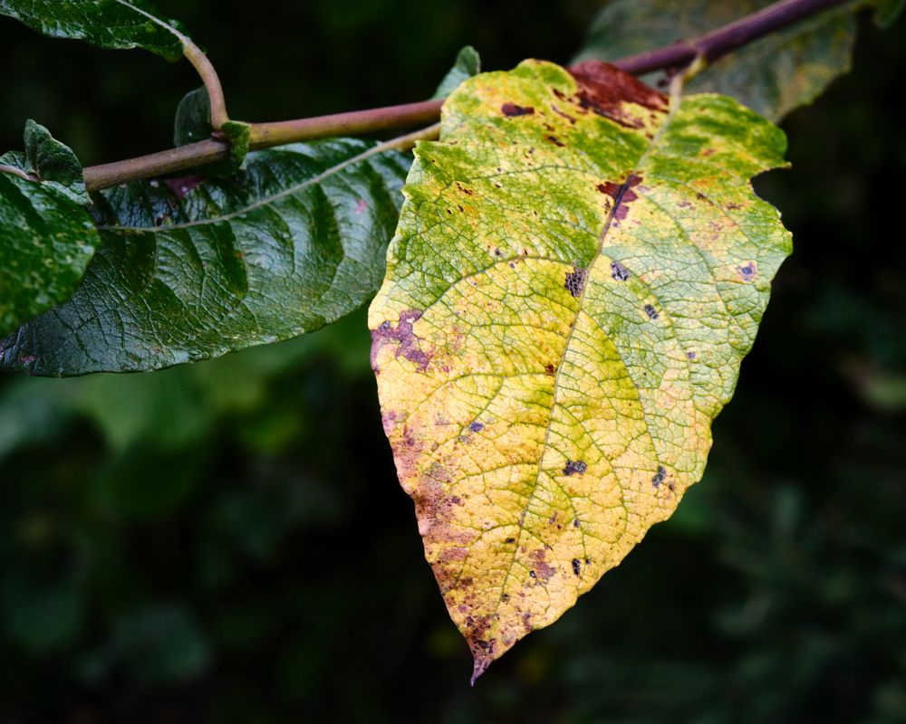 Der Herbst ist da 3