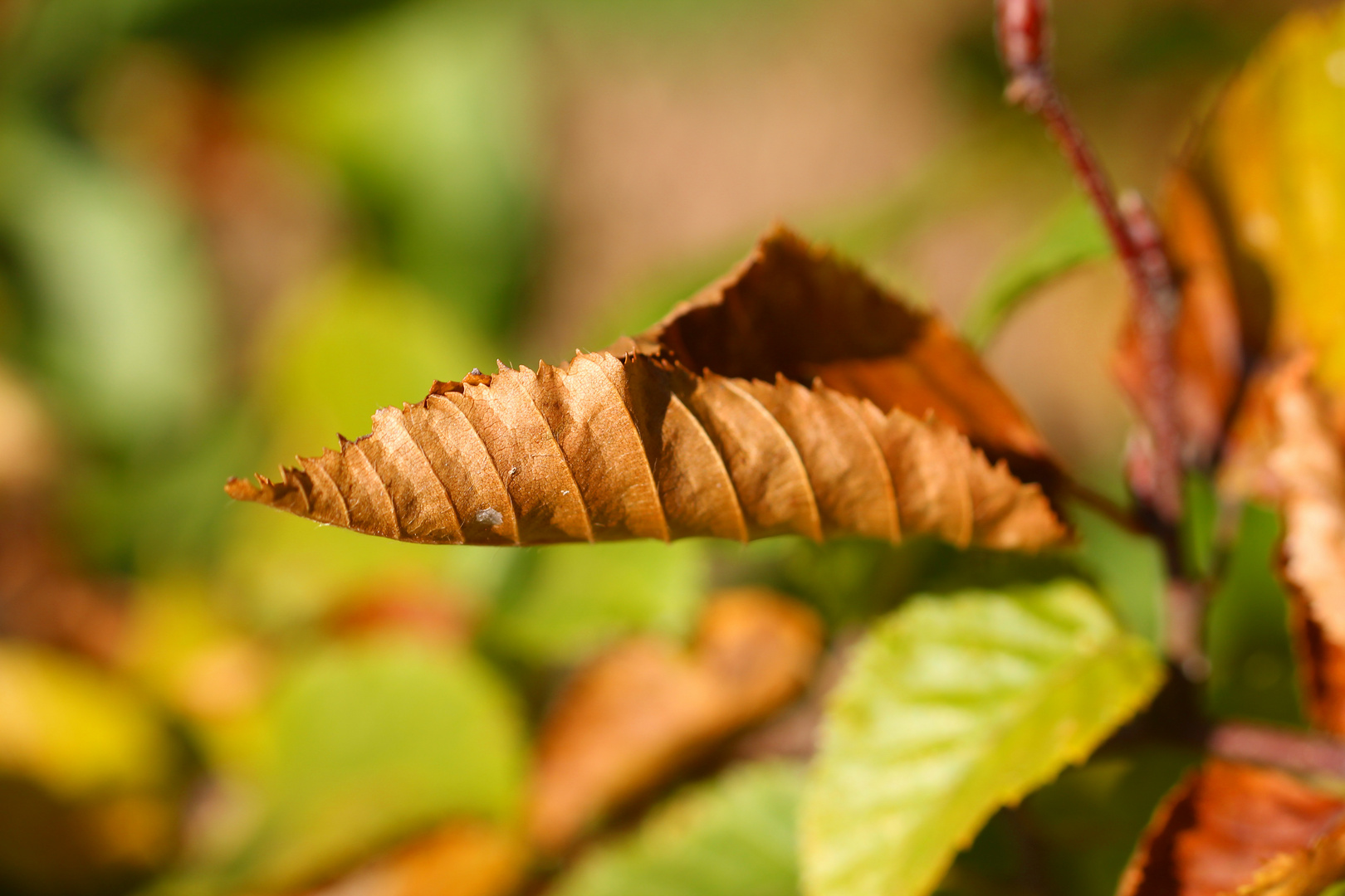 der Herbst ist da