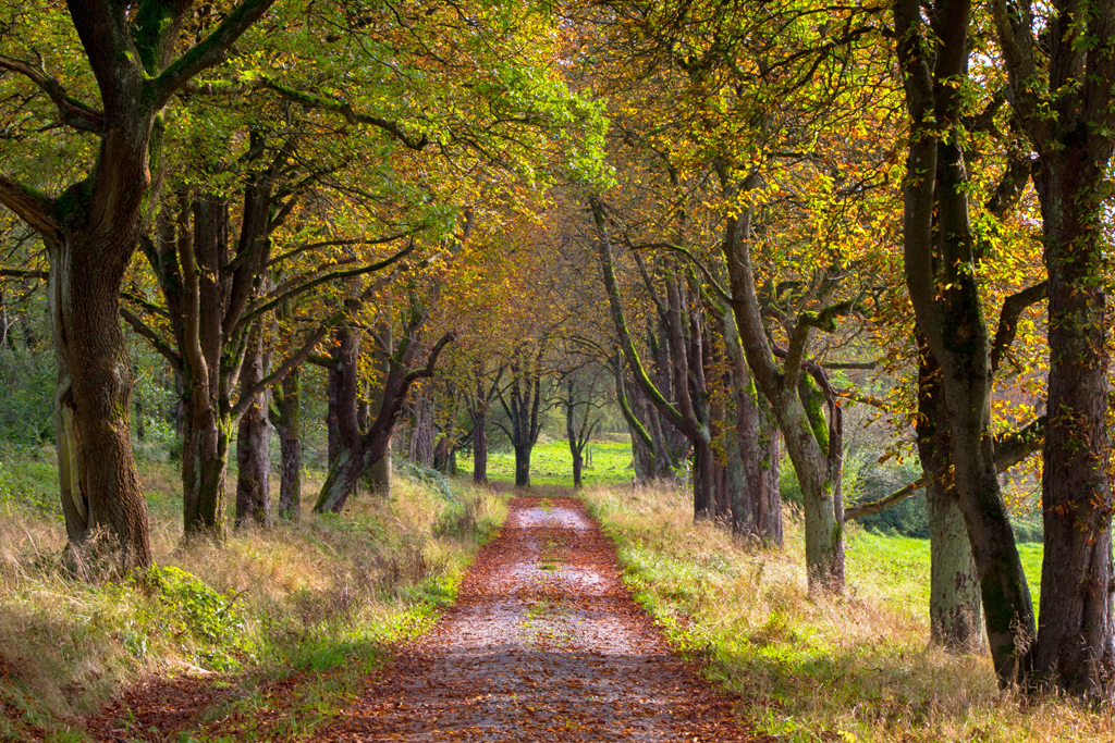 Der Herbst ist da...