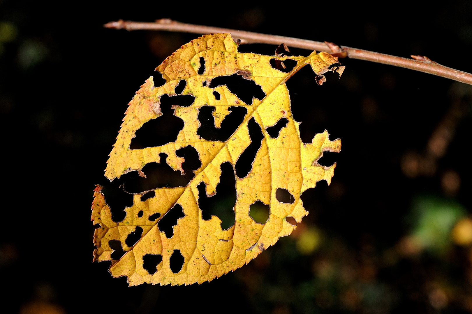 Der Herbst ist da