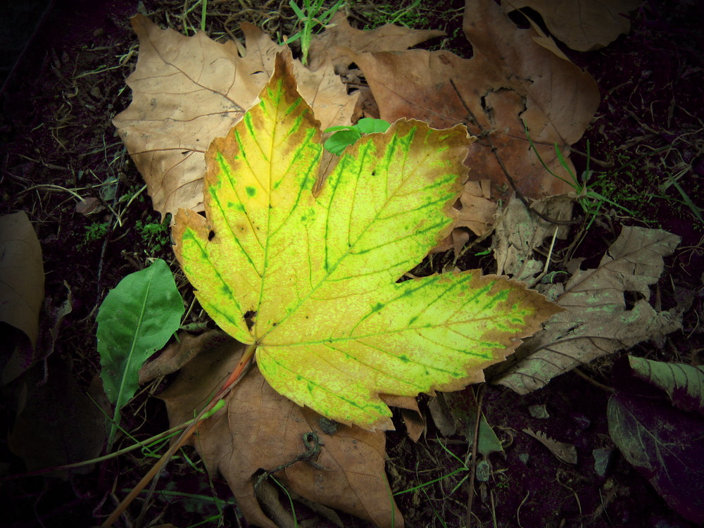 Der Herbst ist da