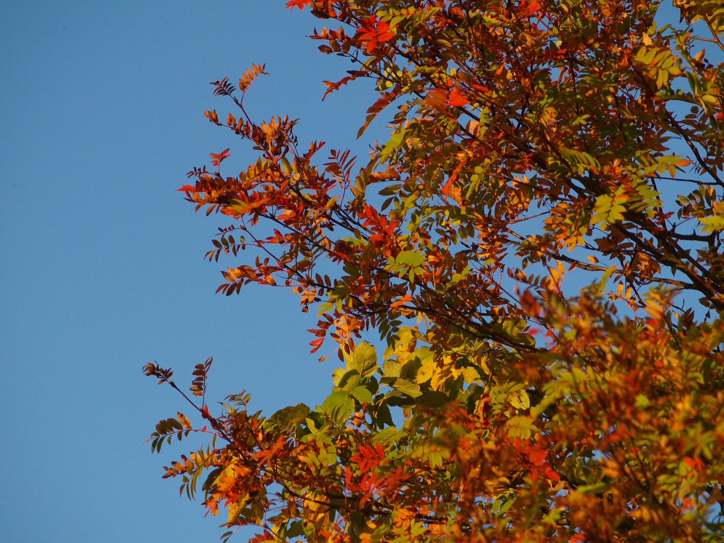 Der Herbst ist da