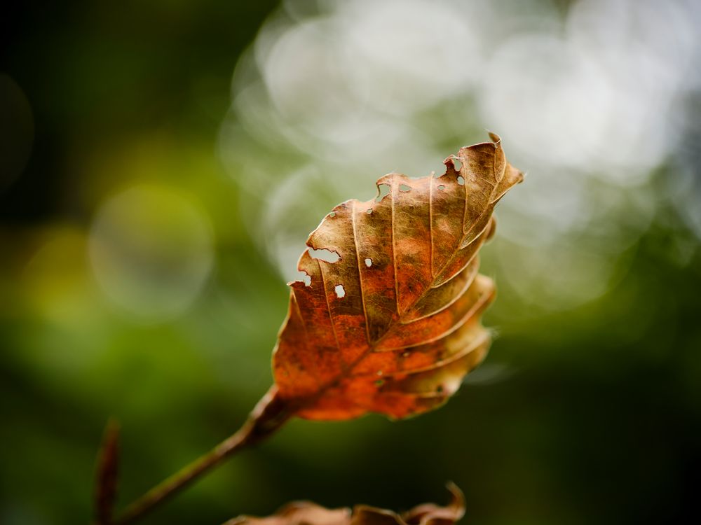 Der Herbst ist da 4