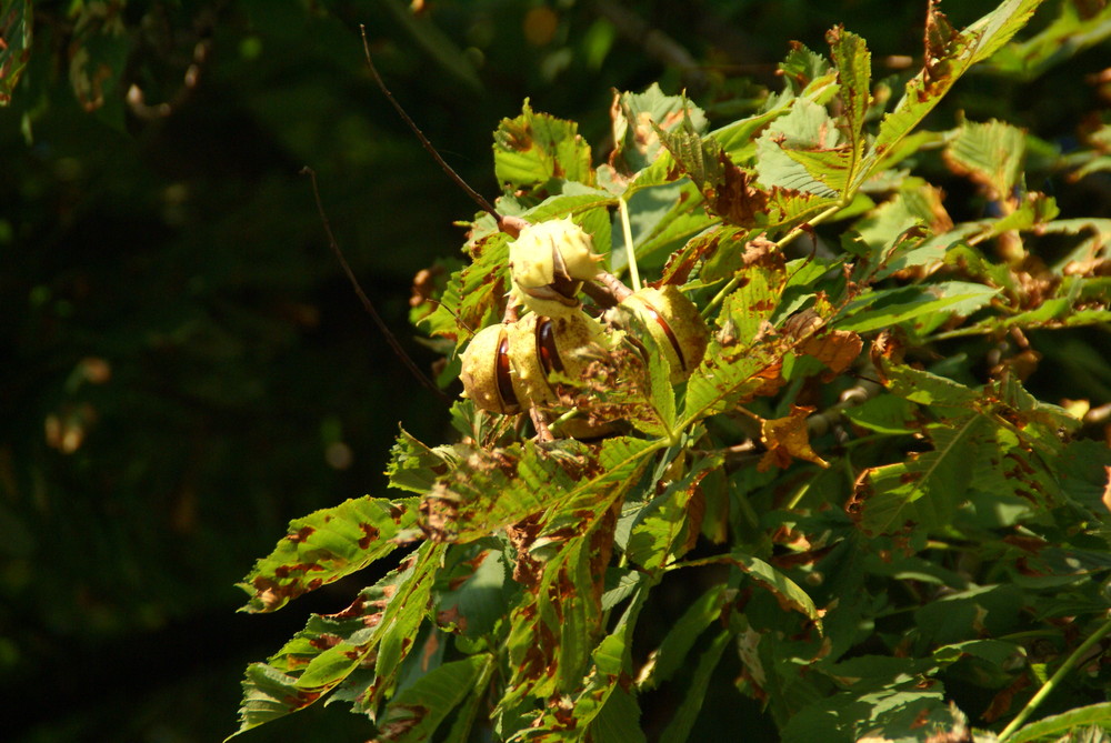 Der Herbst ist da!