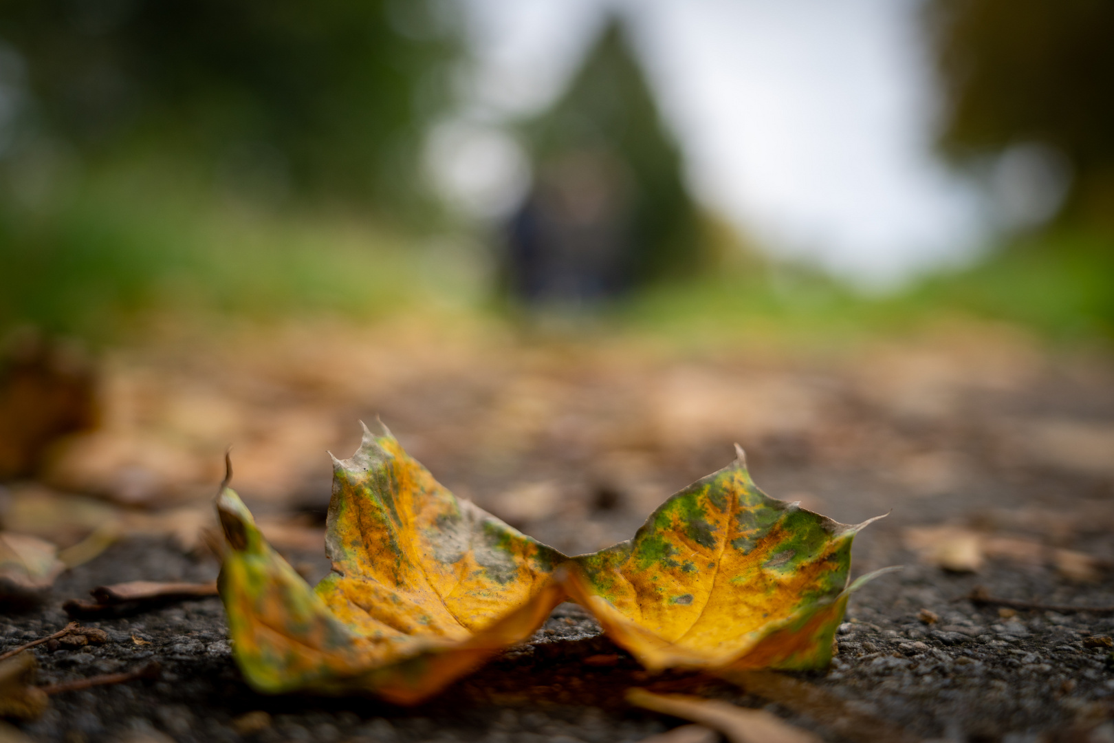 Der Herbst ist da