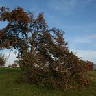 Der Herbst ist da