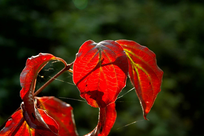 Der Herbst ist da