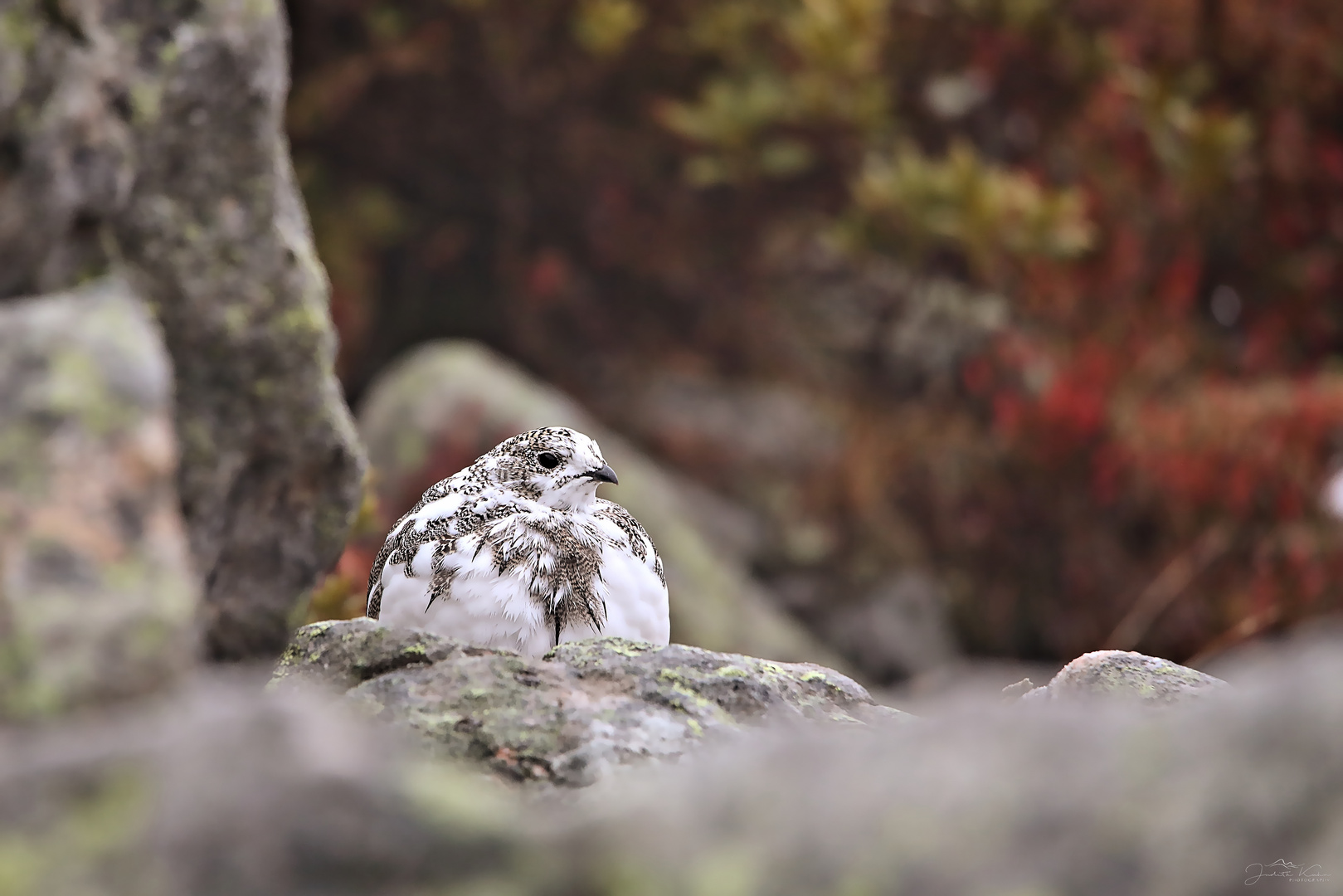 der Herbst ist da