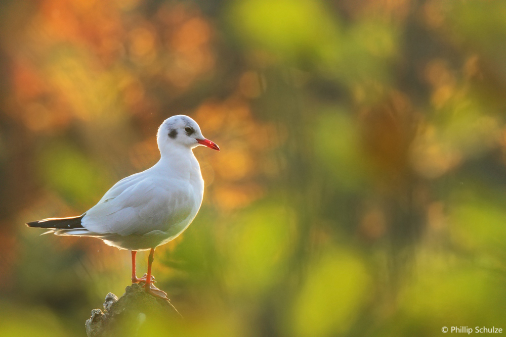 Der Herbst ist da