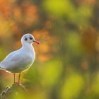 Der Herbst ist da