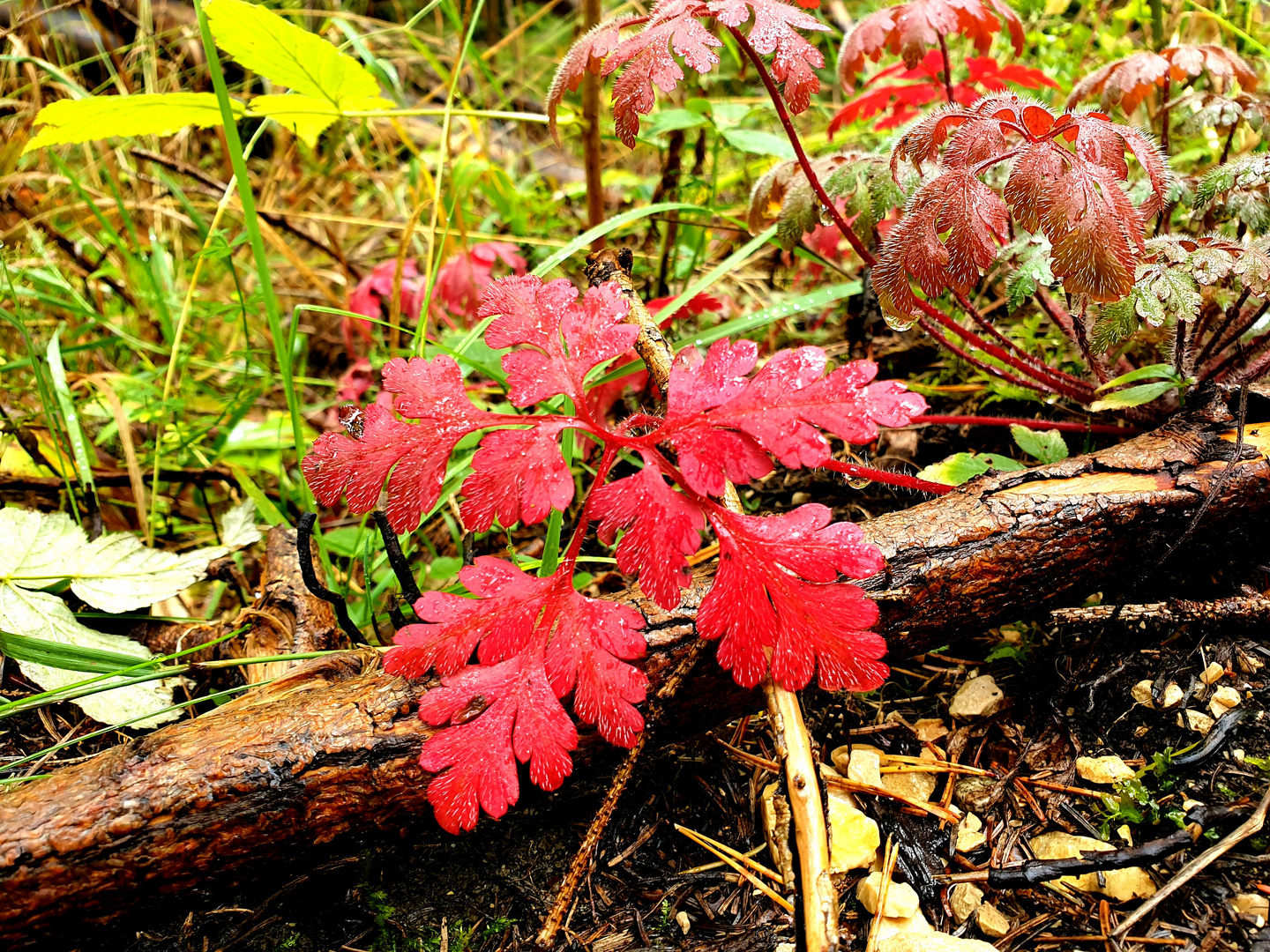 Der Herbst ist da