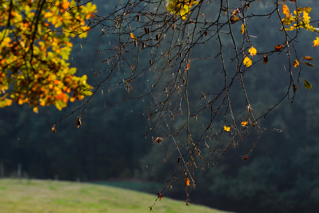 Der Herbst ist da