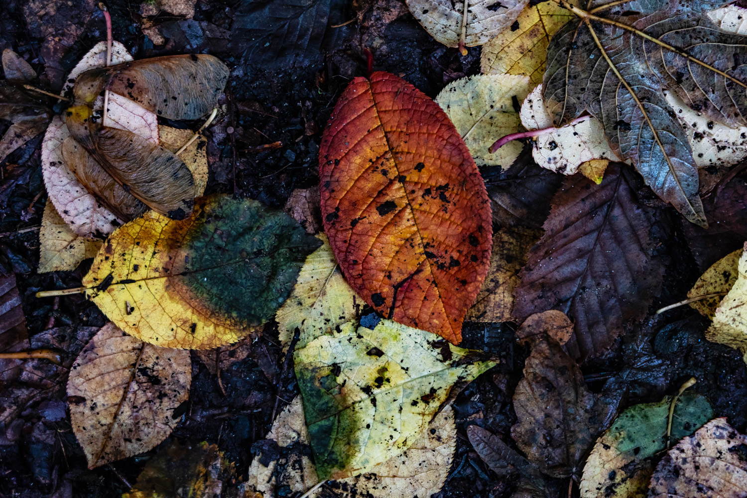 Der Herbst ist da