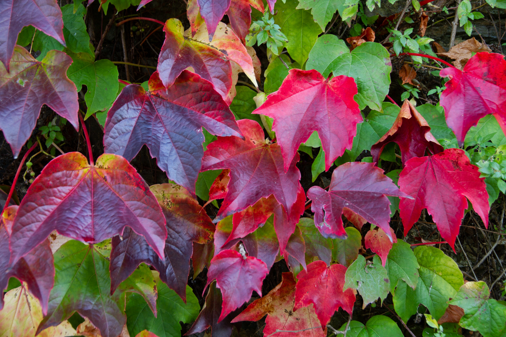 Der Herbst ist da