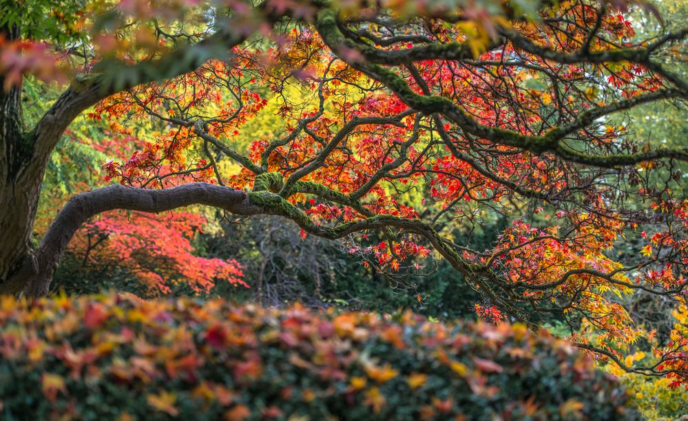 Der Herbst ist da Foto &amp; Bild jahreszeiten, herbst, natur Bilder auf