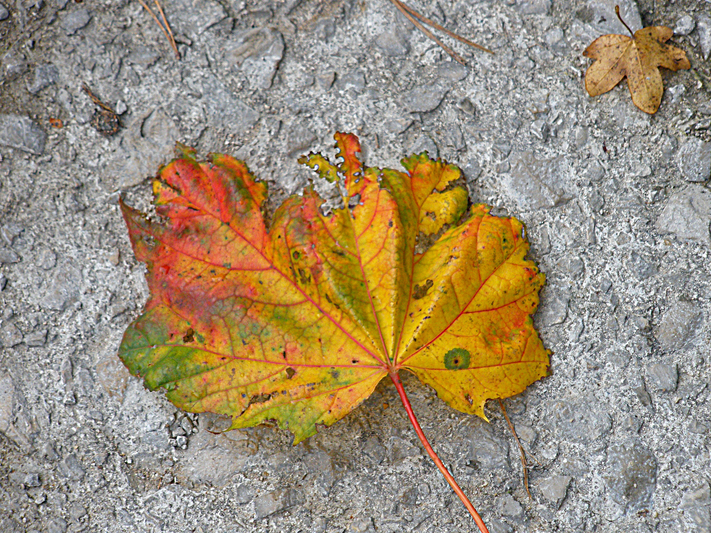 Der Herbst ist da