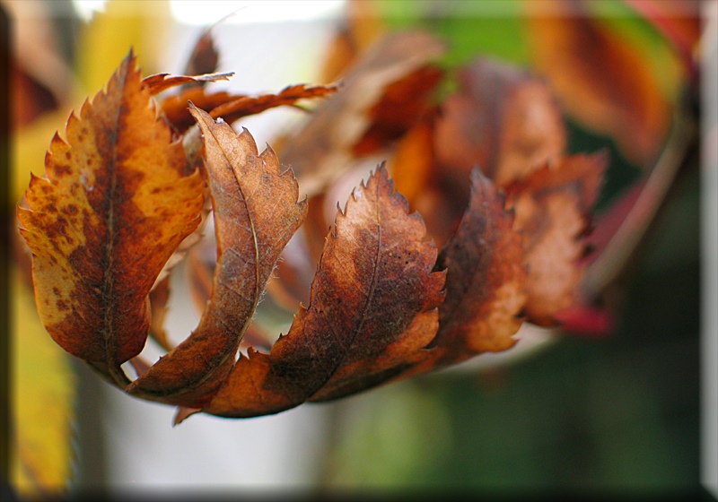 Der Herbst ist da