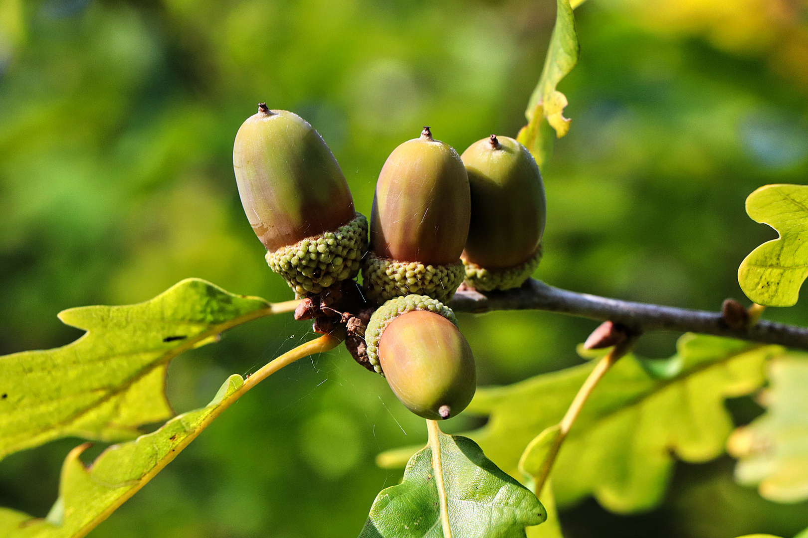 Der Herbst ist da.