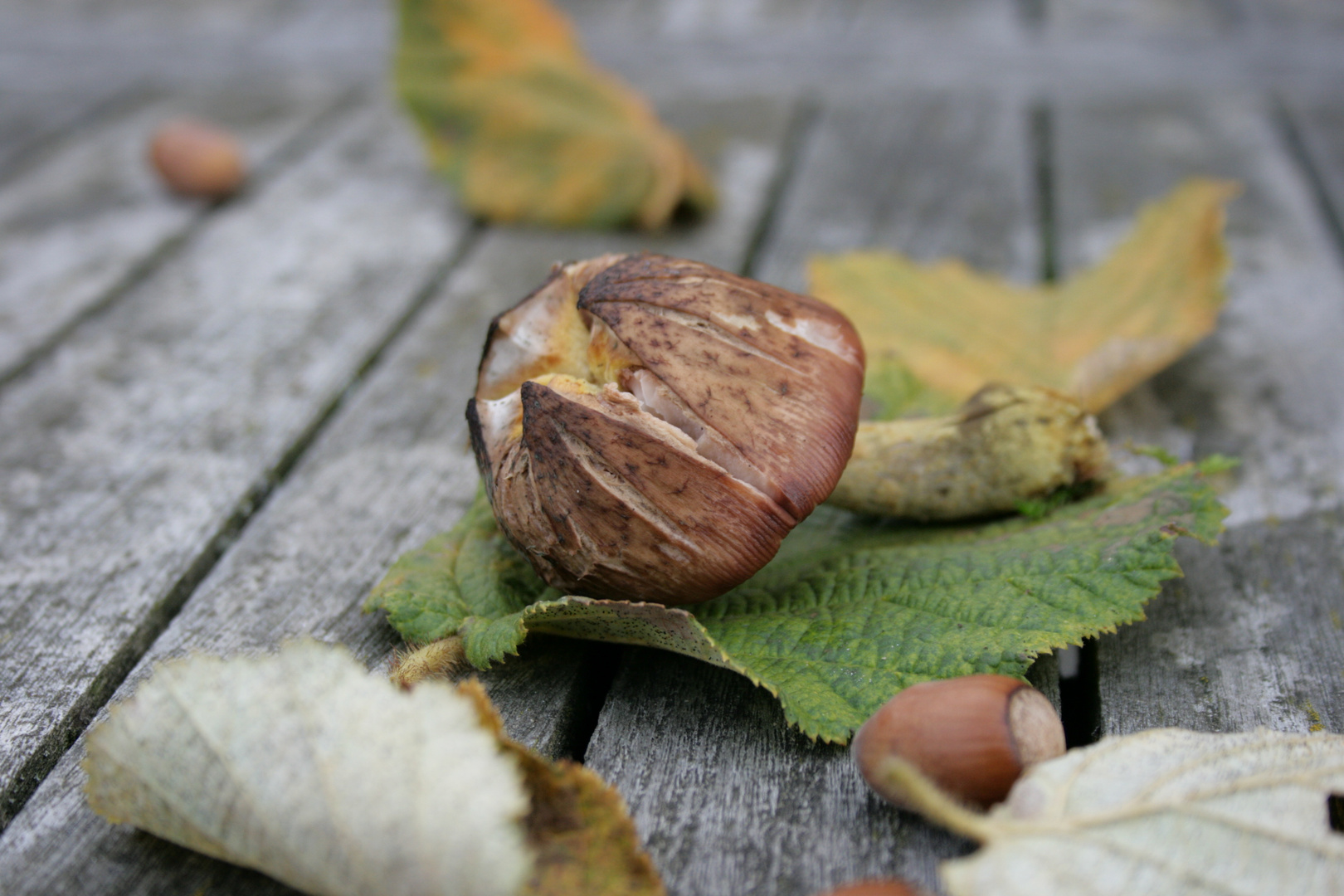 Der Herbst ist da!!!!