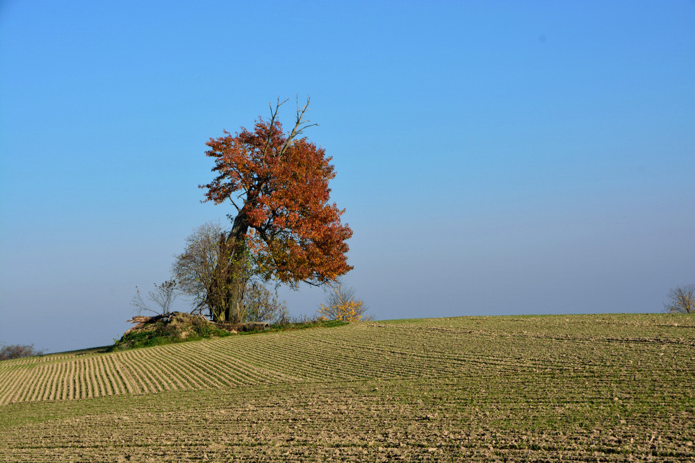 Der Herbst ist da....