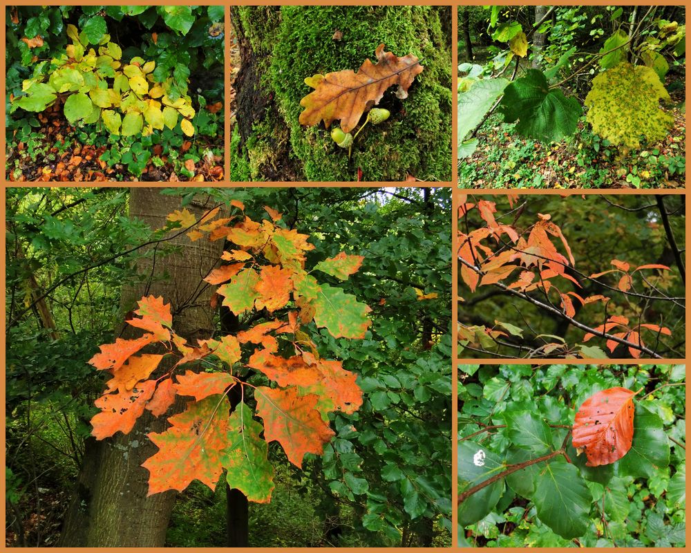 Der Herbst ist da&hellip; Foto &amp; Bild jahreszeiten, herbst, natur Bilder