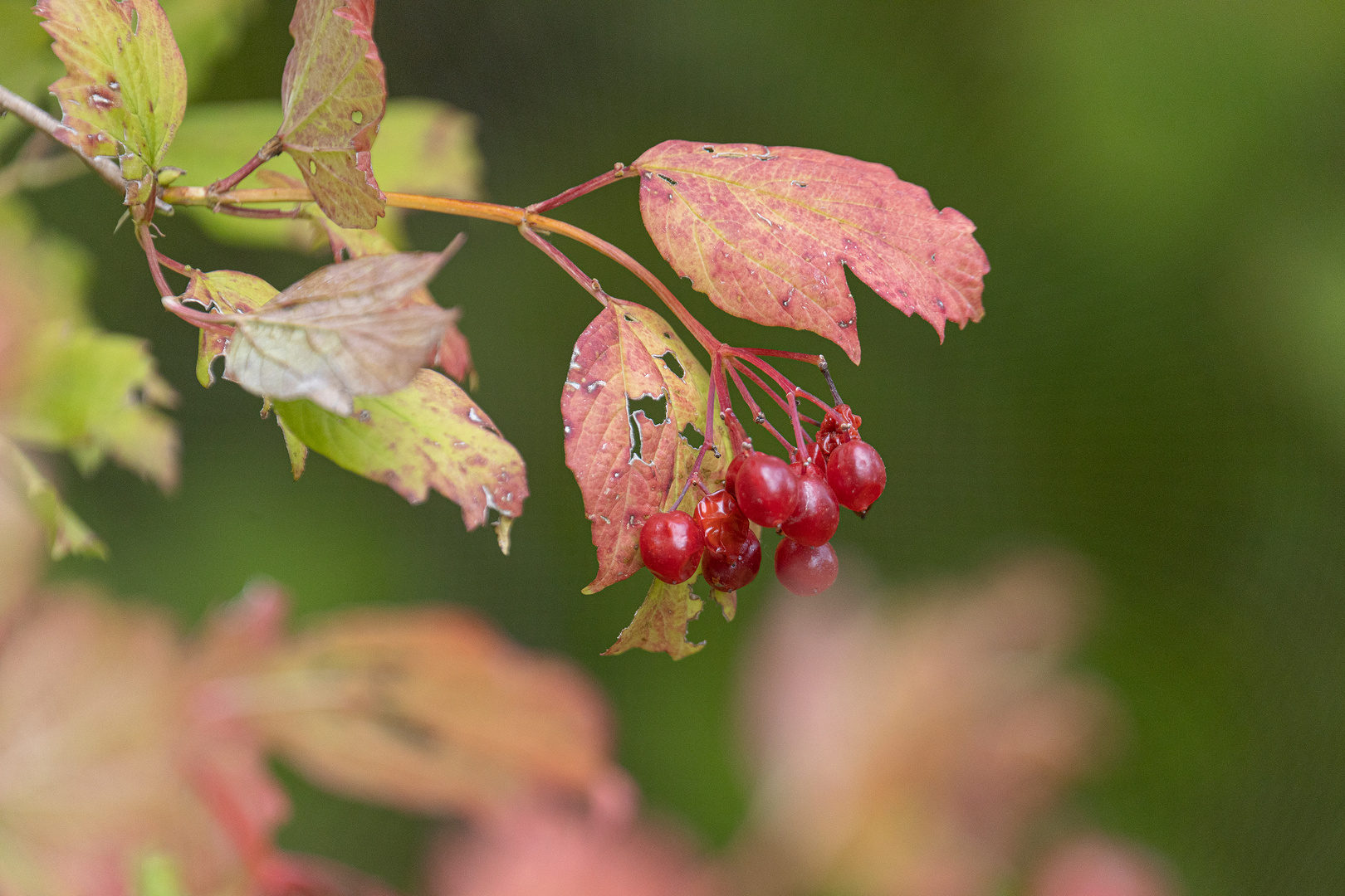 Der Herbst ist da 