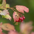 Der Herbst ist da 