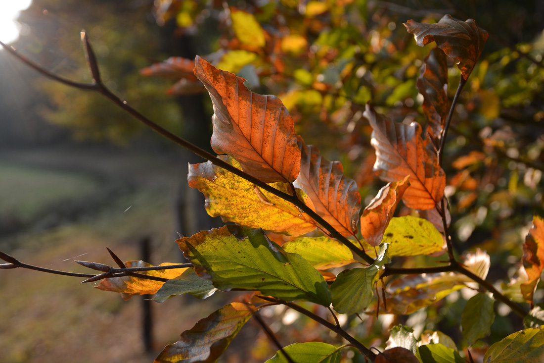 Der Herbst ist da