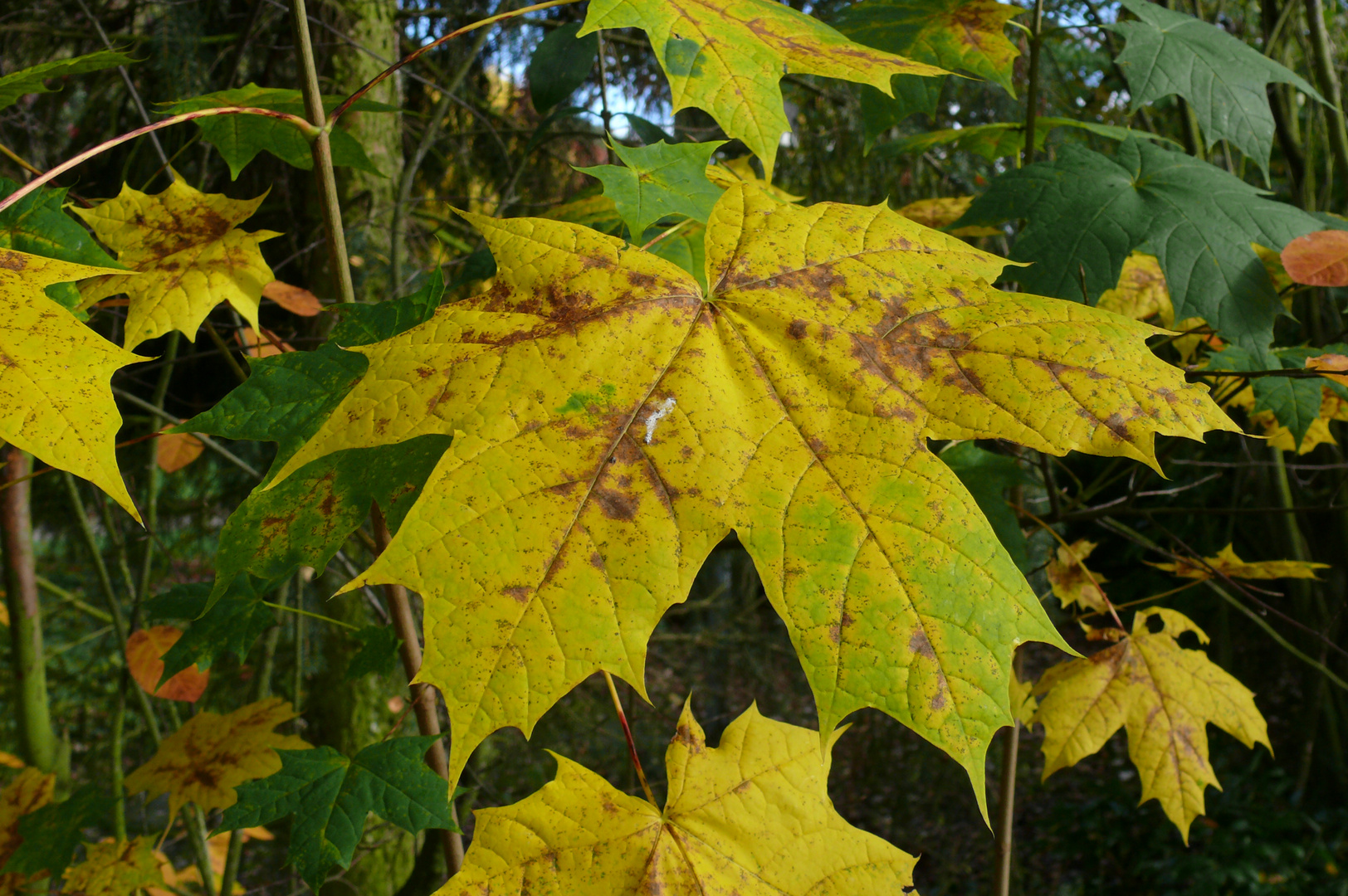 Der Herbst ist da