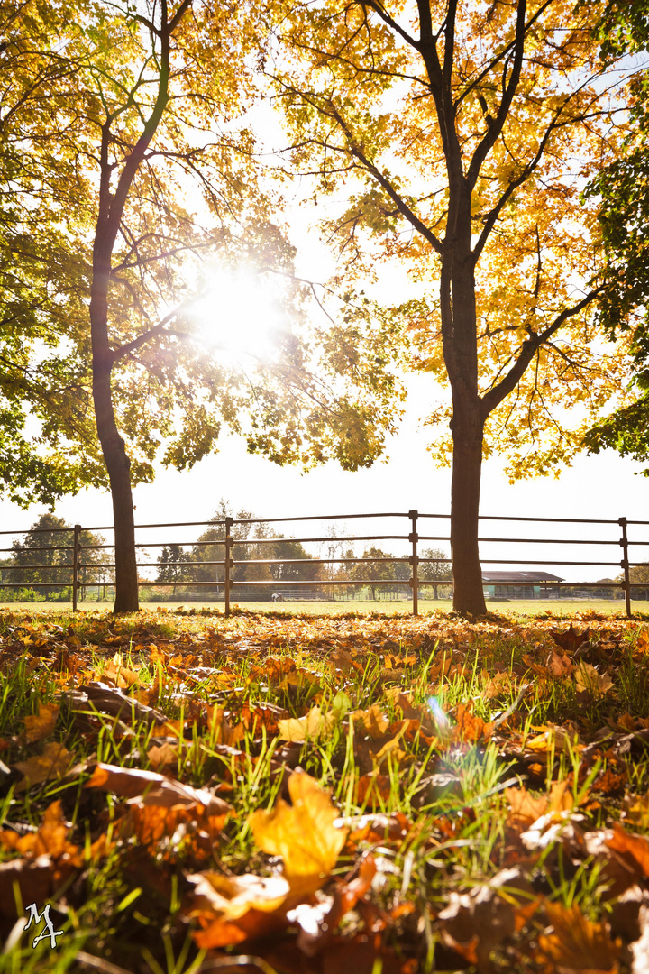 Der Herbst ist da :)