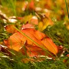 Der Herbst ist da! :-)