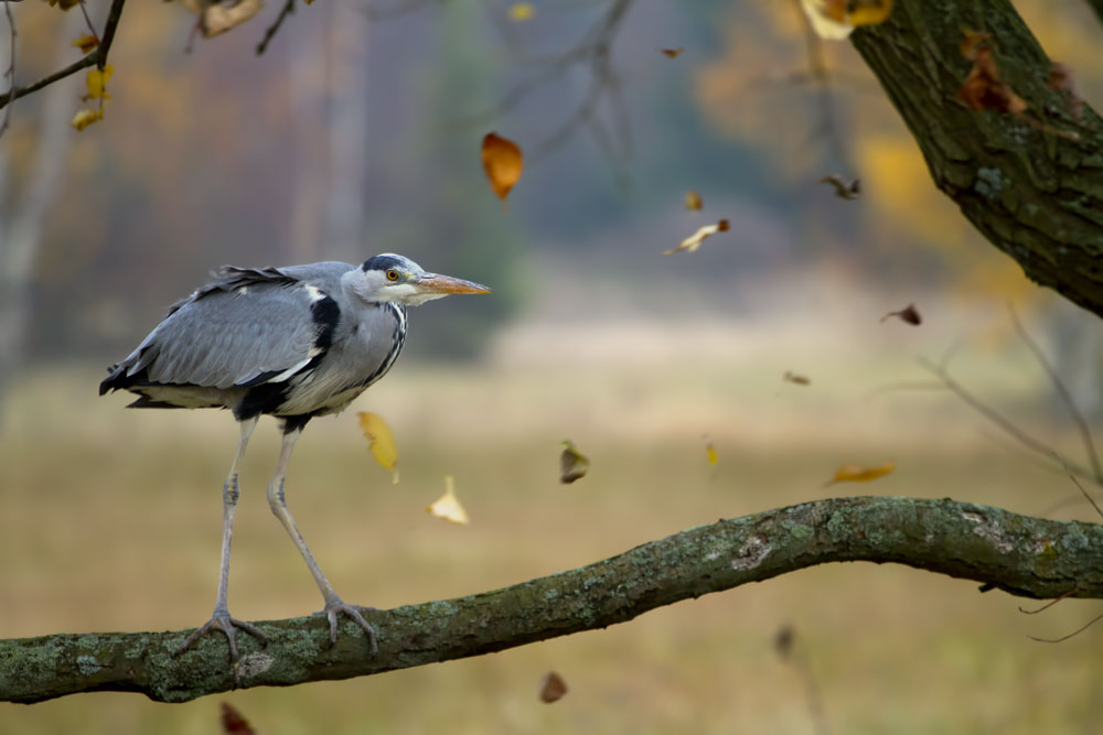 Der Herbst ist da