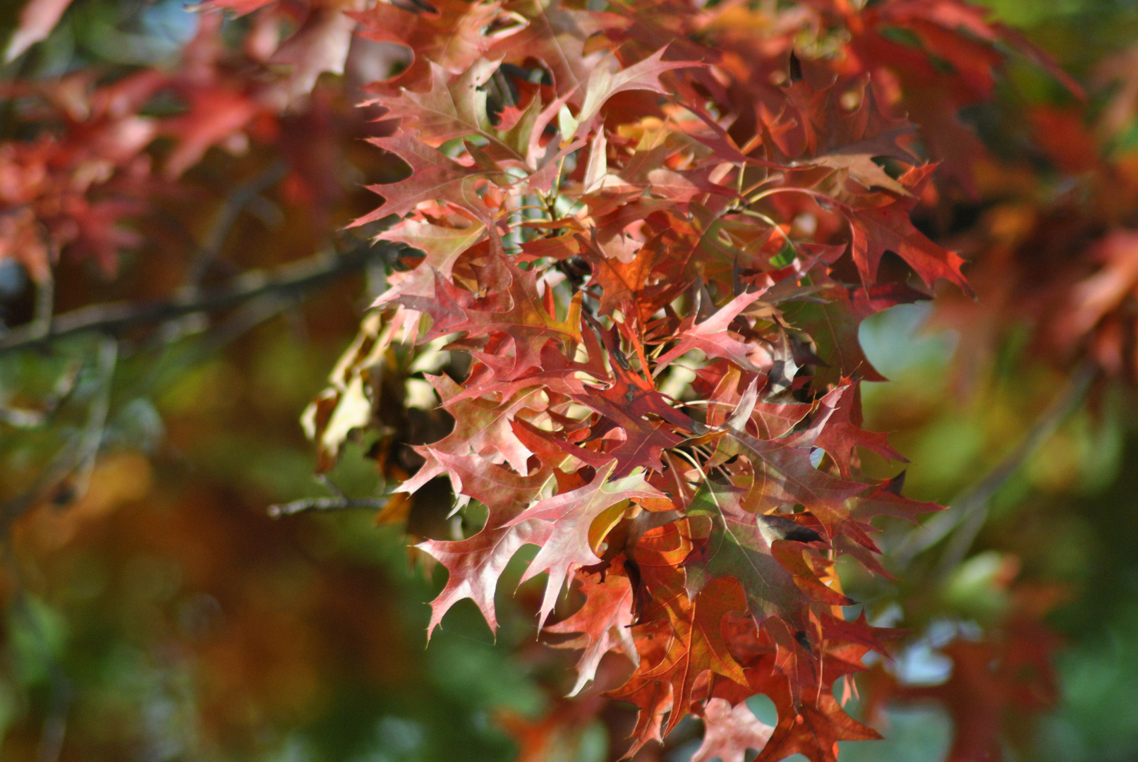 Der Herbst ist da...