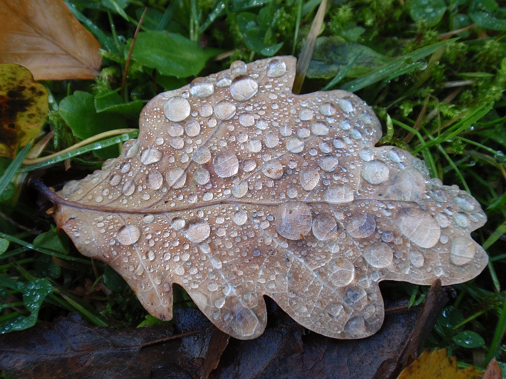 Der Herbst ist da !!! Bunte Blätter fallen und es regnet ...