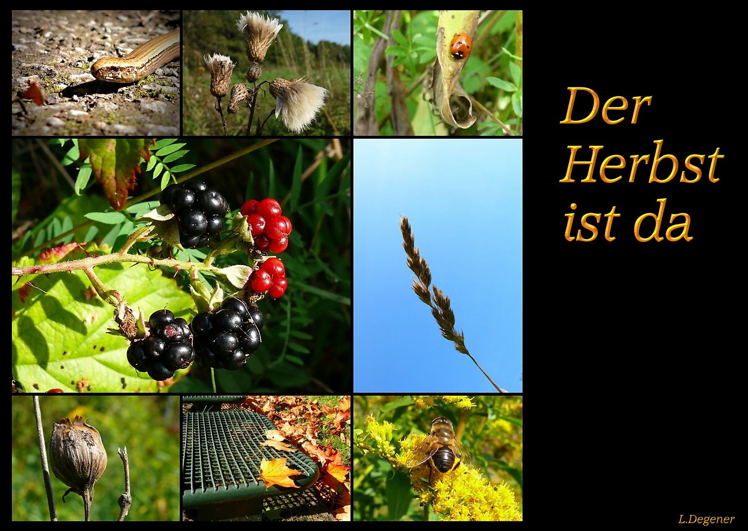 Der Herbst ist da.....