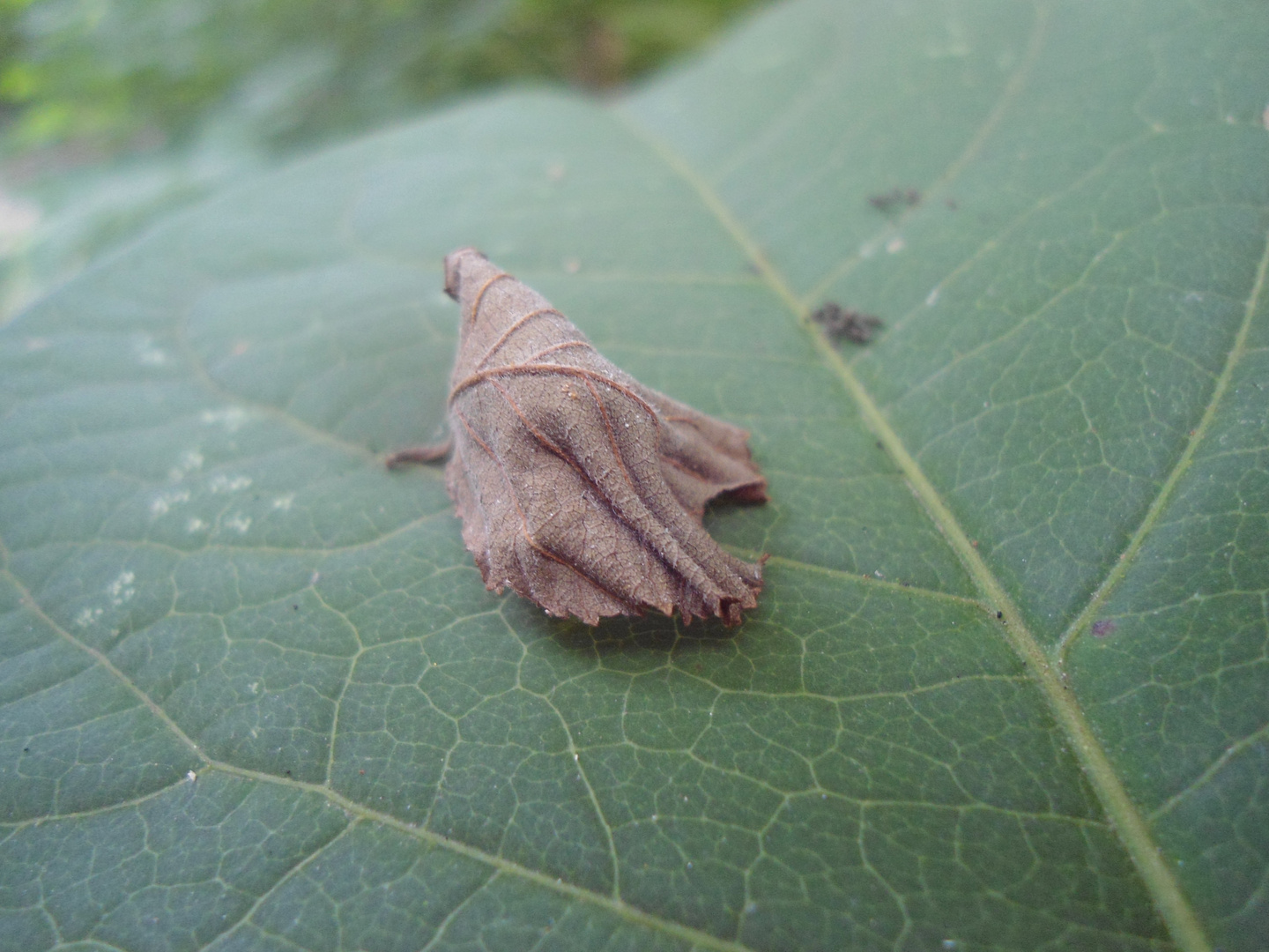 Der Herbst ist da.