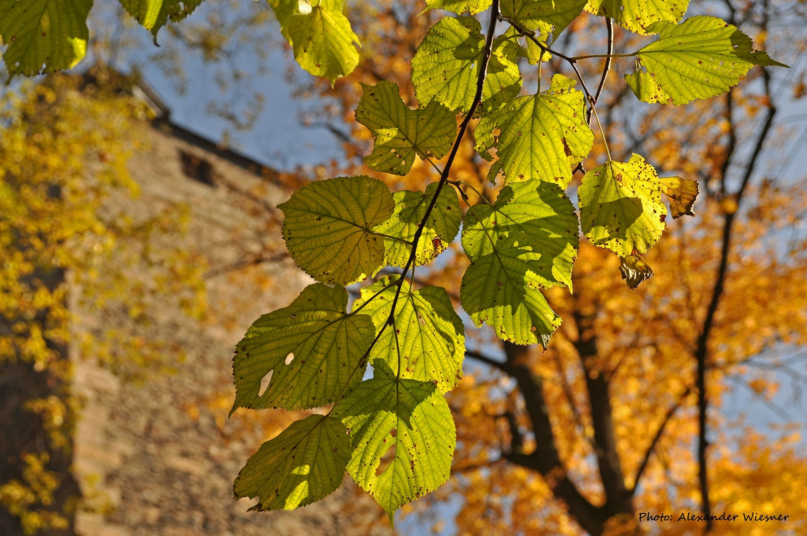 < Der Herbst ist da! >