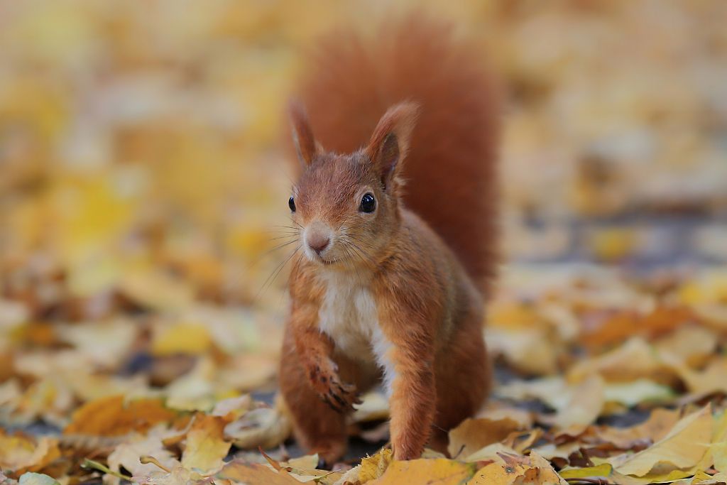 Der Herbst ist da