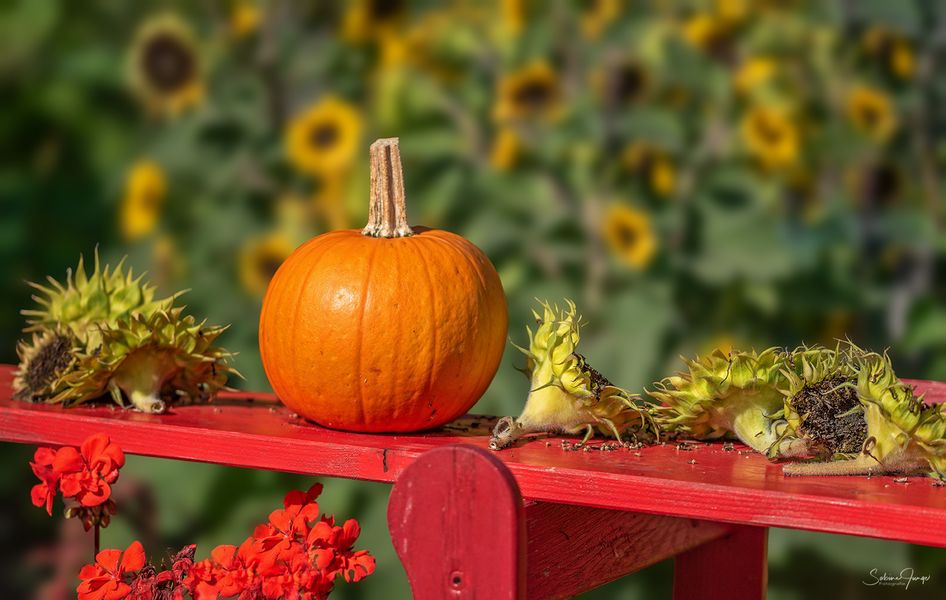 Der Herbst ist da!