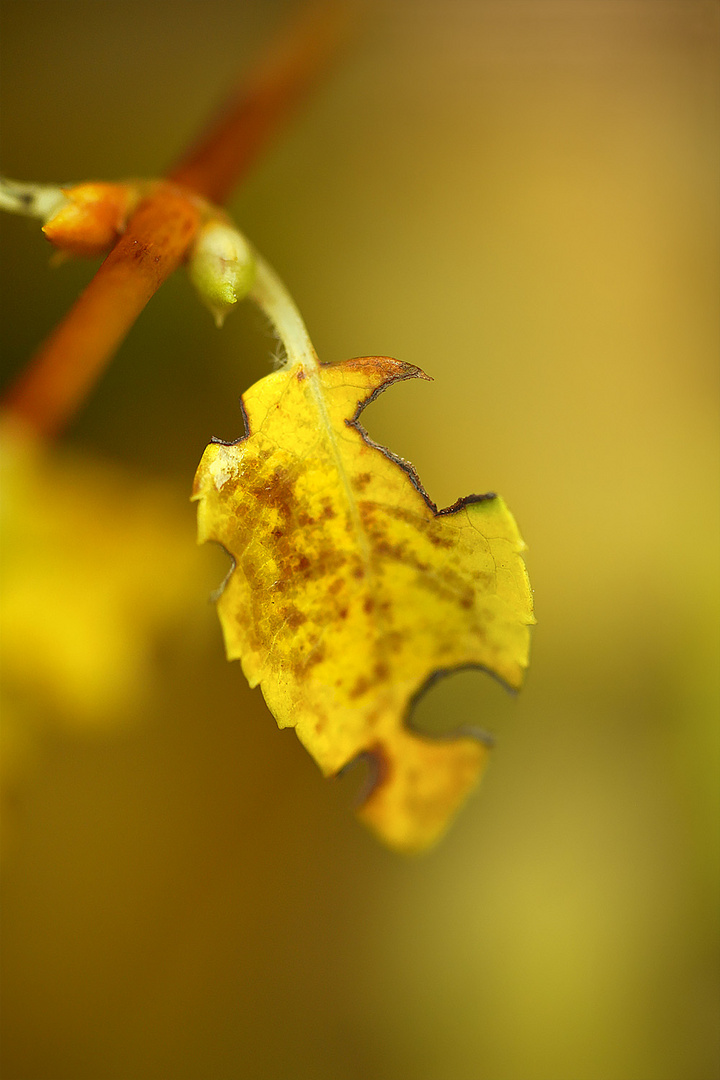 der herbst ist da ...