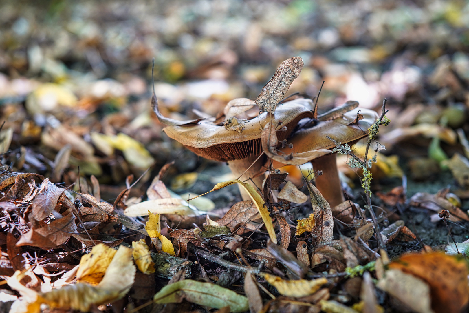 Der Herbst ist da