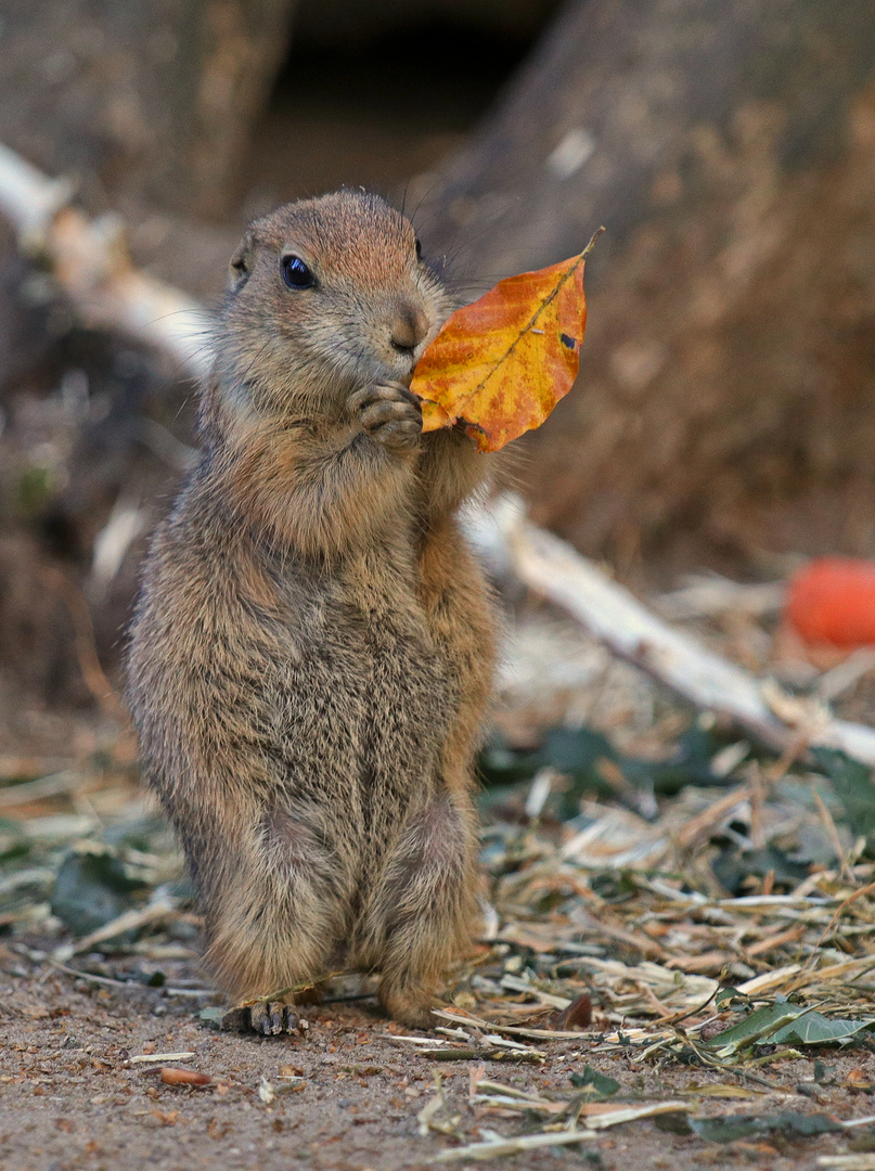 Der Herbst ist da